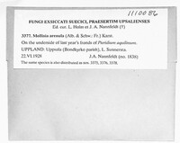 Micropodia arenula image